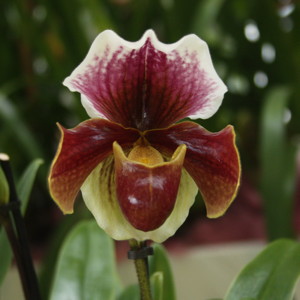 Paphiopedilum-Red Lady Slipper